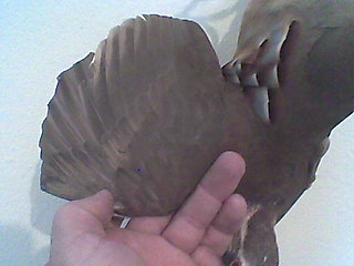 RECORTE DE ALAS