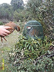 Mi gran pájaro