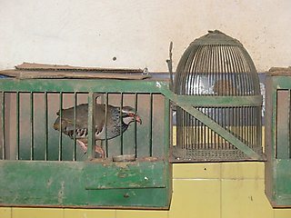 Terreros-Jaula